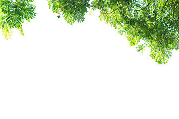 Obraz premium Green tree leave on white background. Space for your text and quote