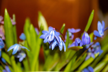 The first spring blue flowers snowdrops with a flower resembling a bell