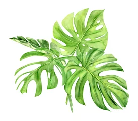 Zelfklevend Fotobehang Monstera Green monstera leaf. Tropical plant. Hand painted watercolor illustration isolated on white background. Realistic botanical art. Design element for fabrics, invitations, clothes and other