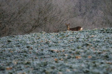 Deer on the field
