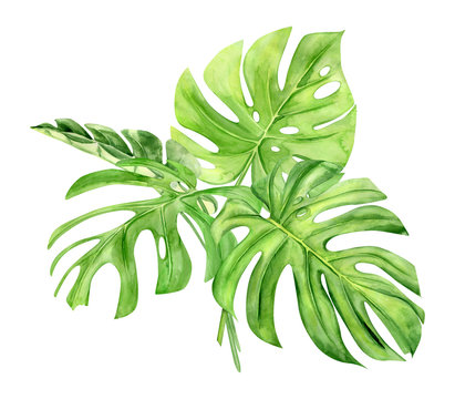 Green monstera leaf. Tropical plant. Hand painted watercolor illustration isolated on white background. Realistic botanical art. Design element for fabrics, invitations, clothes and other