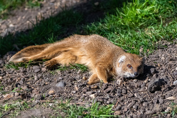      common dwarf mongoose, Helogale parvula, funny animal standing in the grass 