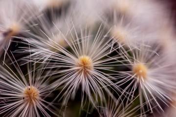 Selective focus close up Mammillaria  cactus background.