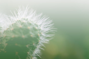 Selective focus close up Mammillaria  cactus background.