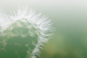 Foto auf Acrylglas Selective focus close up Mammillaria  cactus background. © alohapatty