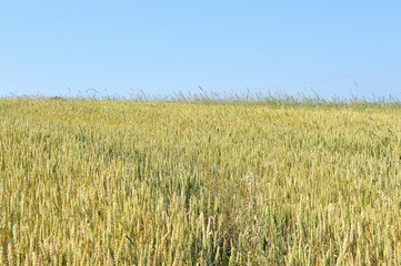 Désherbage mécanique d'une parcelle de blé Bio avec une écimeuse