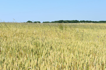 Désherbage mécanique d'une parcelle de blé Bio avec une écimeuse