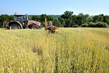 Naklejka premium Désherbage mécanique d'une parcelle de blé Bio avec une écimeuse