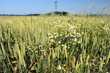 Obraz premium Champ de blé bio. Adventice, matricaire, camomille sauvage