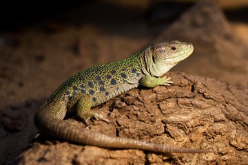 lizard on a tree
