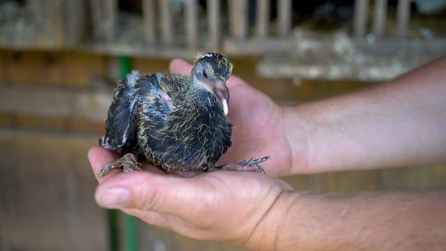 Mans hands hold young squab pigeon before fly out of the nest