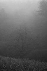 Fog over the forest. Fog in the forest