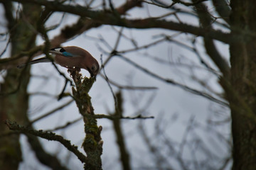 Birds on tree. Bird on branch