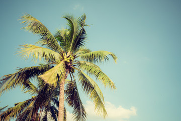 Fototapeta na wymiar Retro coconut tree and blue sky