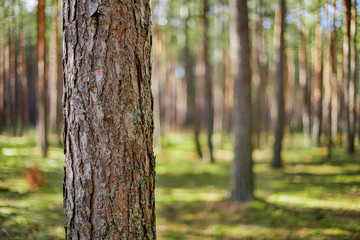 Single pine tree, bark close up on the background of the forest trees - obrazy, fototapety, plakaty