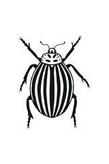 Colorado beetle. eps10 vector stock illustration. isolate on a white background. out line. hand drawing