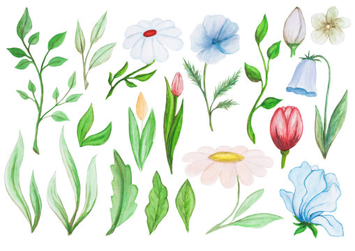 Flowers and leaves set. Watercolour illustration, basic aquarelle drawing