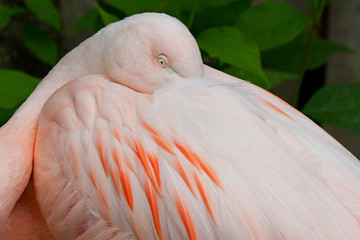 Fototapeta premium Close-up of a pink flamingo (‎Phoenicopteridae‎; ‎Bonaparte) resting with beak in feathers