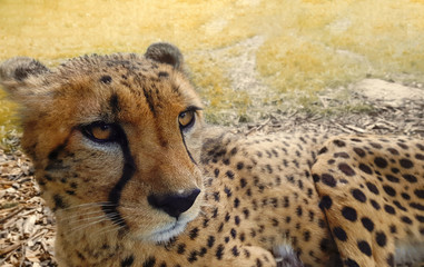 Cheetah on the field