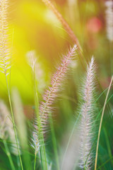 Grass flower close up. vintage filter
