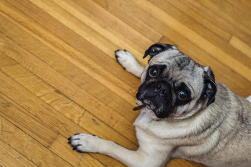 pug on the floor
