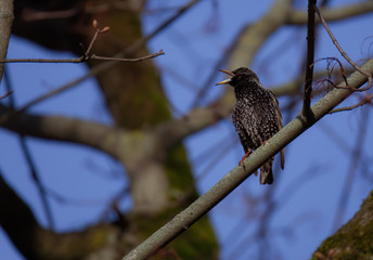 Starling. Birds on tree. Bird on branch