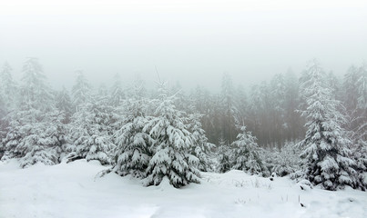 Snow covered trees in winter