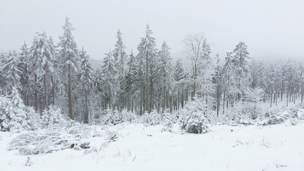 Snow covered trees in winter