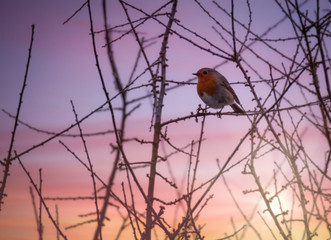 Birds on tree. Bird on branch
