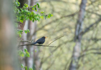 Starling. Birds on tree. Bird on branch
