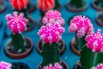Beautiful color cactus in small pots and garden