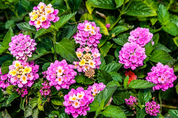 Many people call spring Cyprus a Paradise on earth. Flowers cover the mountain slopes, trees and green lawns. This beauty can be repeated only next spring.         