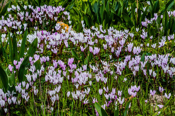 Fototapeta premium Many people call spring Cyprus a Paradise on earth. Flowers cover the mountain slopes, trees and green lawns. This beauty can be repeated only next spring. 