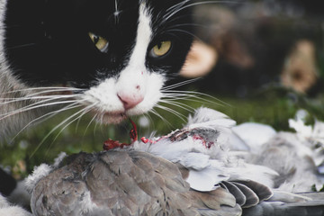 Black and white Cat eats a pigeon that has just hunted, prey of the cat lost the battle and got killed, Feline predator eating a bird and making eye contact to protect it's food