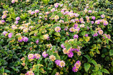 Many people call spring Cyprus a Paradise on earth. Flowers cover the mountain slopes, trees and green lawns. This beauty can be repeated only next spring.         