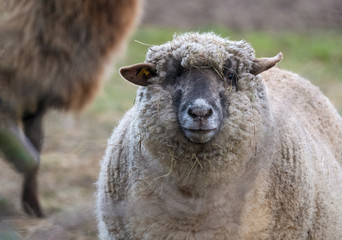 Domestic sheep on the field. Portrait of sheep