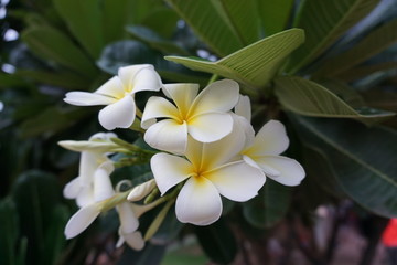 Fleur de thiaré blanche