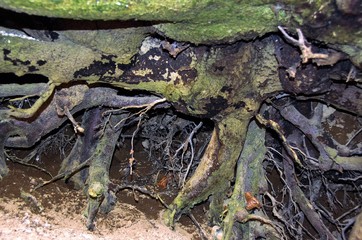 Many tree roots of many dimensions