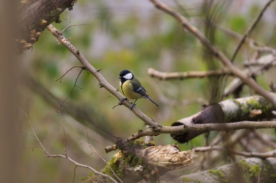 Great tit on a branch. Paride