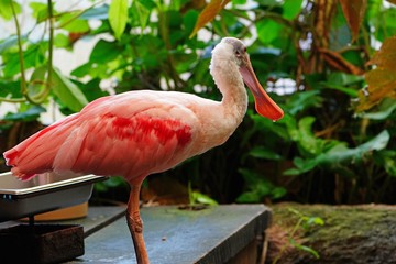 A pink roseate spoonbill bird