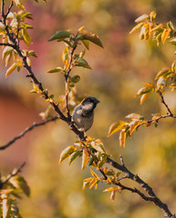 Bird on branch. Sparrow on the branch