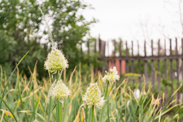 Close-up shot of a blooming onion or onion in a summer garden. Blurred background.