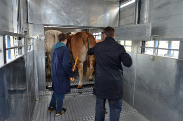 Chargement bovins dans camion transport d'animaux