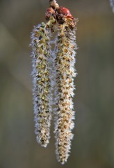 a flower of Populus Quaking aspen