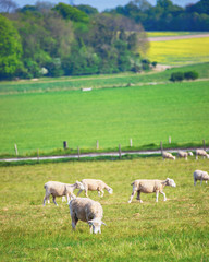 Sheep in valley near Stonehenge in Wiltshire in the UK