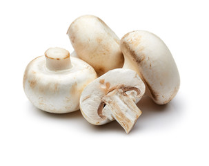 Mushroom Isolated on White Background
