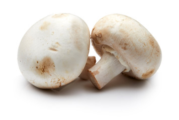 Mushroom Isolated on White Background