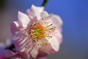 Fototapeta premium Pink flower blooms of the Japanese ume apricot tree, prunus mume