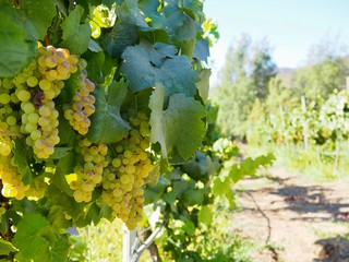 white wine grape cluster on green leafy vine with row in vineyard  