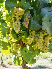 white wine grape cluster on green leafy vine in vineyard